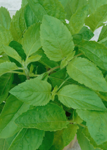 Basil - Clove scented Ocimum basilicum seed