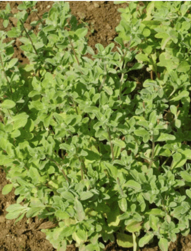 Marjoram (Sweet) seed