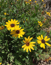 California coastal sunflower seed