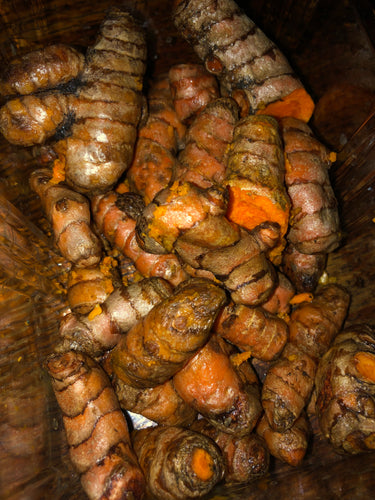 Turmeric Fresh Whole Rhizomes