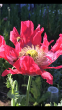 Poppy - P. Somniferum Heirloom Collector’s Bundle