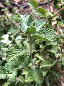 Meyer’s Smoker’s Cough Tea