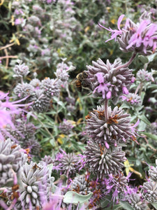 Sage (Salvia Leucophylla) Giant Gray