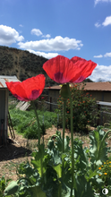 Poppy - P. Somniferum Heirloom Collector’s Bundle