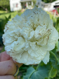 Poppy P. Somniferum - (China White Cloud)