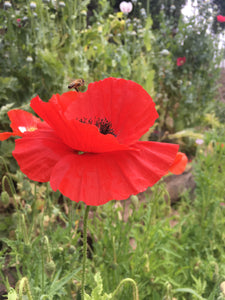 Poppy (Papaver Rhoeas)