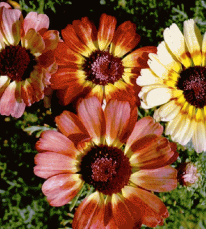 Painted Daisy ( Pyrethrum daisy) Mixed