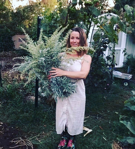 Mugwort - Prairie Sage   (Artemisia Ludoviciana)