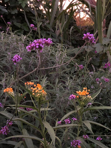 Blue Brazilian Vervain seed