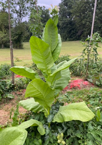 Tobacco (Connecticut Broadleaf) seeds