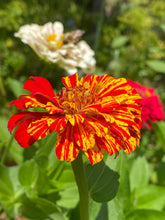 Zinnia (Peppermint Stick) seed