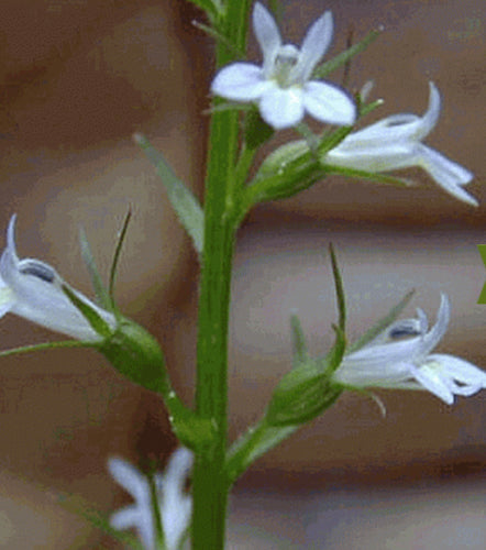 Indian Tobacco - Lobelia Inflata