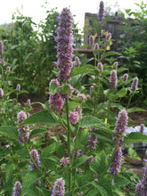 Anise Hyssop Seed (Heirloom)