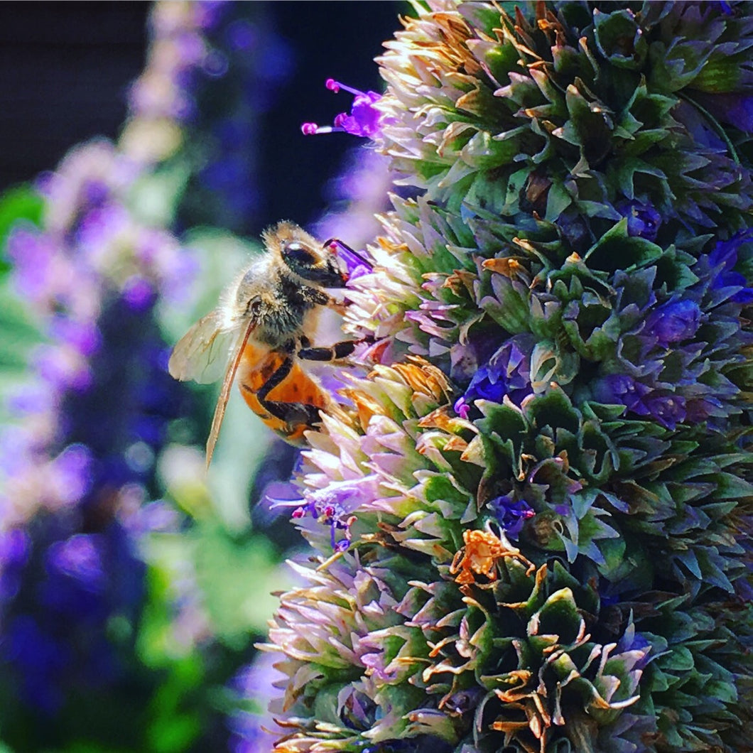 Anise Hyssop Seed (Heirloom)