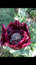 Poppy P. Somniferum (Dark Raspberry Pepperbox)