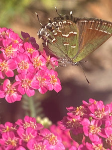 Yarrow seed (mixed colors)