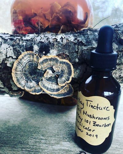 Wild Turkey Tail Tincture