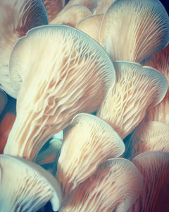Oyster Mushrooms (dried, blue)