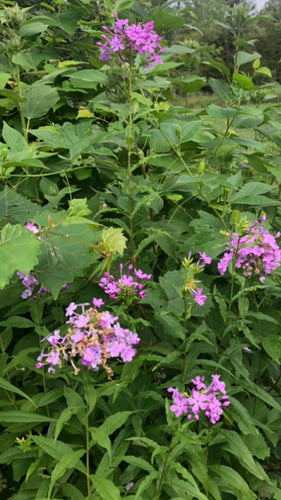 Phlox (Summer Garden Phlox) Phlox Paniculata