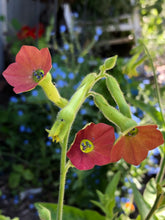 Nicotiana Alata (Pink Flower Tobacco)