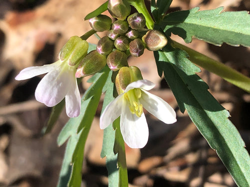 Toothwort (Rhizomes)