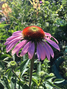 Echinacea Flower Heads - whole