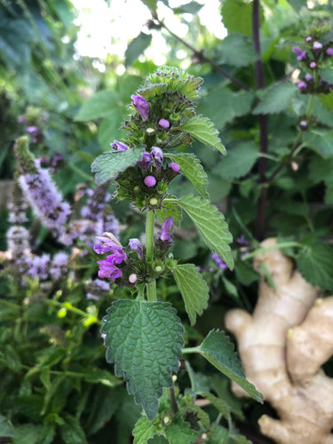 Shaking Leaf - Anxiety & Nervous Stomach Tea