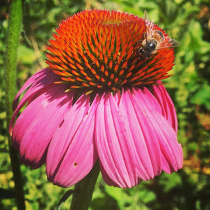 Echinacea Seed