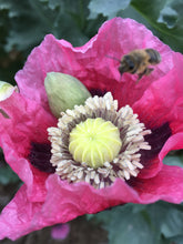 Poppy P. Somniferum (Walter’s Pink for warm weather zones)