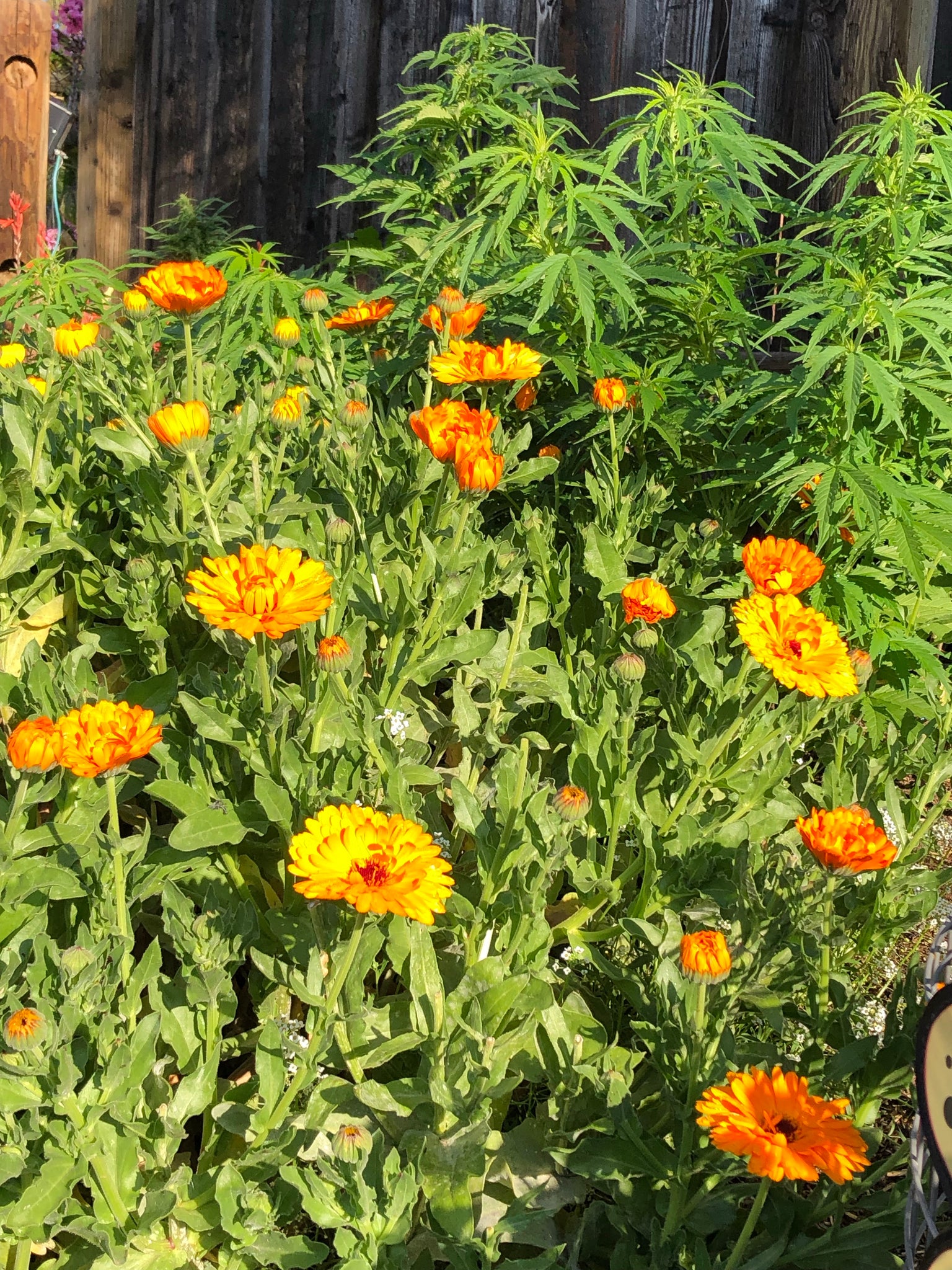 Golden Emperor Calendula Seeds – Heirloom Giant Double Yellow Flowers – 2026 Fresh Crop