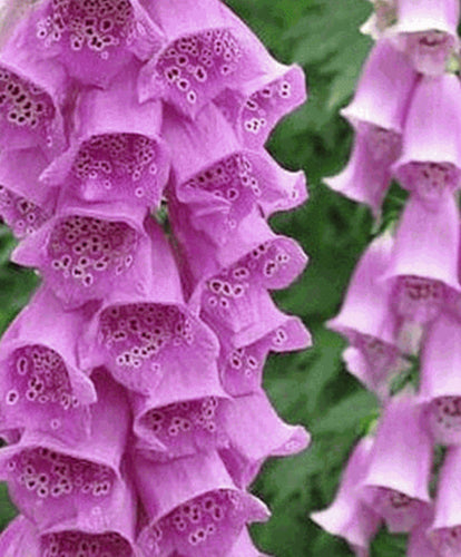 Foxglove - Digitalis Purpura