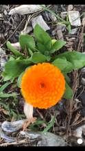 Calendula - Oktoberfest