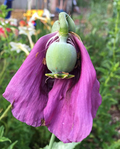 Poppy - P. Somniferum Heirloom Collector’s Bundle