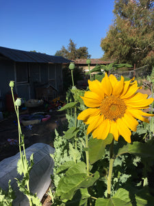 Not Your Grandmother’s Garden Mix - Poppy & Large Wild Flower Pollinator Blend