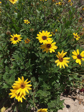 California coastal sunflower seed