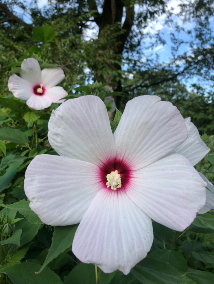 giant hibiscus flower seeds Hardy Hibiscus (Giant Rose Mallow) White/Crimson (15 ct seed pack) – Starfish Honey