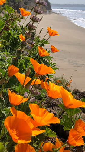 California Poppy Tincture