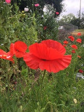 Poppy (Papaver Rhoeas)