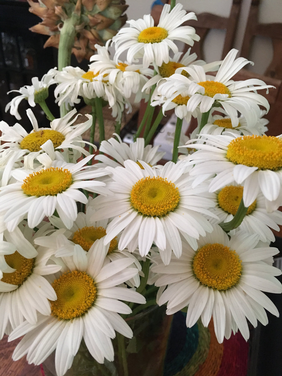 Shasta Daisy Seeds – Starfish Honey