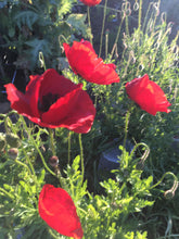 Poppy (Papaver Rhoeas)