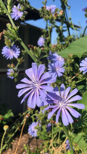 Chicory (Cichorium intybus) Seeds