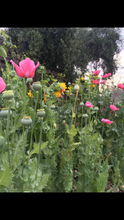 Not Your Grandmother’s Garden Mix - Poppy & Large Wild Flower Pollinator Blend