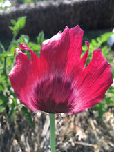 Poppy P. Somniferum (Walter’s Pink for warm weather zones)