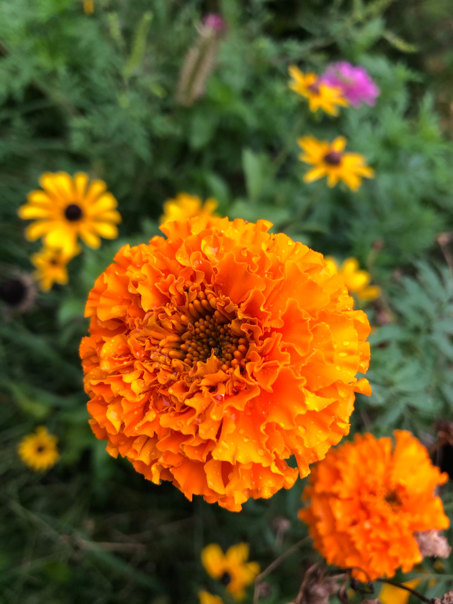 big marigold seeds Marigold
