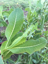 Prickly Lettuce Seed (Lactuca Virosa)