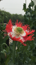 Poppy - P. Somniferum Heirloom Collector’s Bundle