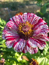 Zinnia (Peppermint Stick) seed