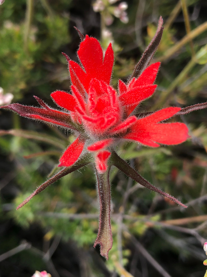 indian paintbrush flower seeds Indian Paintbrush Flower seed (Castilleja Affinis) – Starfish Honey