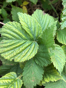 Raspberry Leaf