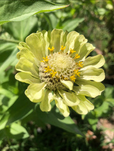 Zinnia - Key Lime Pie mix